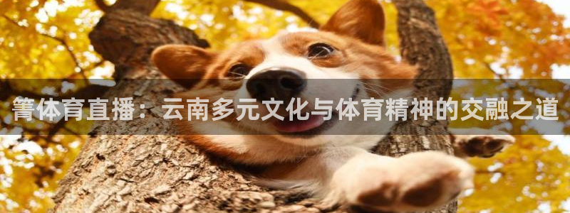 龙门直播间：箐体育直播：云南多元文化与体育精神的交融之道